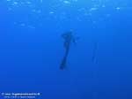 Porto Pino foto subacquee - 2008 - Capo Teulada: per la prima volta fotografiamo un pescatore subacqueo in azione, spuntato fuori dal nulla, probabilmente vicino di barca (il posto era affollato...)