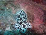 Porto Pino foto subacquee - 2008 - Nudibranco Vacchetta di mare (Discodoris atromaculata) di dimensioni cospicue