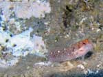 Porto Pino foto subacquee - 2008 - Una piccolissima bavosa (Parablennius sp.) non meglio identificata