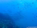 Porto Pino foto subacquee - 2008 - Branco di barracuda del Mediterraneo (Sphyraena viridensis), secca di Cala Piombo