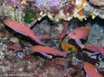 Porto Pino foto subacquee - 2008 - Castagnole rosse (Anthias anthias)