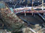Porto Pino foto subacquee - 2008 - Tordo nero o merlo (Labrus merula) in mezzo ai resti del Samudra
