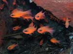 Porto Pino foto subacquee - 2008 - Re di Triglie (Apogon imberbis)