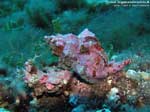 Porto Pino foto subacquee - 2008 - Murice (Hexaplex trunculus)