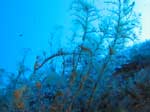 Porto Pino foto subacquee - 2008 - Alghe e idrozoii piumino, cibo prelibato per i nudibranchi