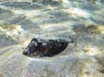 Porto Pino foto subacquee - 2008 - Cala Aligusta: una seppia comune (Sepia officinalis) nascosta nella sabbia