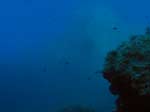 Porto Pino foto subacquee - 2008 - La gigantesca parete di Capo Teulada, eccezionalmente visibile da sotto grazie alle condizioni di bonaccia assoluta