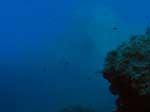 Porto Pino foto subacquee - 2008 - La gigantesca parete di Capo Teulada, eccezionalmente visibile da sotto grazie alle condizioni di bonaccia assoluta