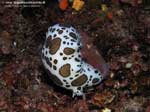 Porto Pino foto subacquee - 2008 - Nudibranco Vacchetta di mare (Discodoris atromaculata) di cospicue dimensioni