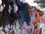 Porto Pino foto subacquee - 2008 - Tana con ben due murene in coabitazione