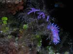 Porto Pino foto subacquee - 2008 - Nudibranco flabellina (Flabellina affinis) con uova