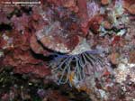 Porto Pino foto subacquee - 2008 - Piccolo cerianto (Cerianthus membranaceus)