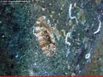Porto Pino foto subacquee - 2008 - Un chitone (non identificato di preciso), un mollusco simile alla patella che si trova spesso sotto le pietre (raramente &egrave; in vista)