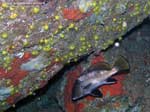 Porto Pino foto subacquee - 2008 - Una bella corvina (Sciaena umbra) e tante madrepore gialle (Leptopsammia pruvoti)