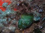 Porto Pino foto subacquee - 2008 - Piccola e caratteristica alga ventaglio di mare (Flabellia plateolata)