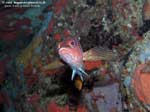 Porto Pino foto subacquee - 2008 - Un pesce comunissimo: lo sciarrano (Serranus scriba), in questo caso con colorazione rossiccia