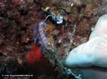 Porto Pino foto subacquee - 2008 - Nudibranco cratena (Cratena peregrina)