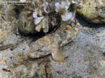 Porto Pino foto subacquee - 2008 - Il brutto muso del ghiozzo testone (Gobius cobitis)