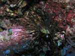 Porto Pino foto subacquee - 2008 - Cerianto (Cerianthus membranaceus)