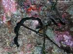 Porto Pino foto subacquee - 2008 - Proboscide a T del verme Bonellia (Bonellia viridis)