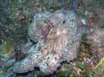 Porto Pino foto subacquee - 2007 - Polpo (Octopus vulgaris) fuori dalla tana ma pronto a scappare