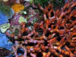 Porto Pino foto subacquee - 2007 - Falso Corallo (Myriapora Truncata) ripreso da vicino