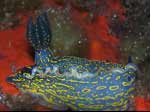 Porto Pino foto subacquee - 2007 - Nudibranco Hypselodoris picta, circa 7 cm, in primissimo piano