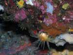 Porto Pino foto subacquee - 2007 - Madrepore gialle (Leptopsammia pruvoti)