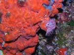 Porto Pino foto subacquee - 2007 - Verme Serpula (Serpula vermicularis) e spugna incrostante spirastrella (Spirastrella cunctratrix)