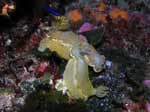 Porto Pino foto subacquee - 2007 - Tre nudibranchi Hypselodoris picta, circa 7 cm,
