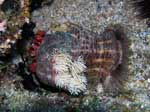 Porto Pino foto subacquee - 2007 - Paguro Bernardo l'eremita (Dardanus calidus) con i suoi tipici anemoni sulla conghiglia: (Caliactis parasitica) e (Adamsia carciniopados)