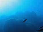 Porto Pino foto subacquee - 2007 - Secca di Cala Piombo - si intravvedono alcuni barracuda pi&ugrave; in superficie