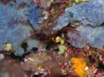 Porto Pino foto subacquee - 2007 - I fragili bracci dell'echinoderma Giglio di mare (Antedon mediterranea) dentro una cavit&agrave; incrostata da e spugna Anchinoe azzurra (Phorbas tenacior)
