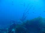 Porto Pino foto subacquee - 2007 - Relitto del Samudra
