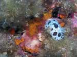 Porto Pino foto subacquee - 2007 - Nudibranco Vacchetta di mare (Discodoris atromaculata) su spugna Petrosia (Petrosia ficiformis) e Margherite di mare (Parazoanthus axinellae)