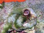 Porto Pino foto subacquee - 2007 - Mollusco Vermeto o Vermetide grande (Serpulorbis arenaria), chiuso nel suo tubo, con l'opercolo visibile