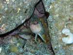 Porto Pino foto subacquee - 2007 - Uno sciarrano (Serranus scriba) fa capolino da un buco
