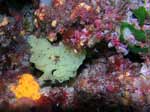 Porto Pino foto subacquee - 2007 - Spugna gialla a rete (Clathrina clathrus)