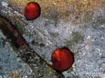 Porto Pino foto subacquee - 2007 - Due attinie Pomodori di mare (Actinia equina), chiuse