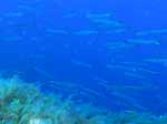 Porto Pino foto subacquee - 2007 - Branco di barracuda del Mediterraneo (Sphyraena viridensis)