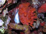 Porto Pino foto subacquee - 2007 - Conchiglia di spondilo (Spondylus gaederopus) ancora incrostata dalla spugna sanguigna (Hymeniacidon perlevis)