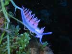 Porto Pino foto subacquee - 2006 - Nudibranco Flabellina Affinis, Cala Galera (C.Teulada)