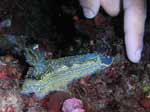 Porto Pino foto subacquee - 2006 - Nudibranco Hypselodoris picta, 10 cm