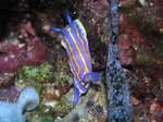 Porto Pino foto subacquee - 2006 - Nudibranco Cromodoride di Brito (Chromodoris britoi)