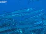 Porto Pino foto subacquee - 2005 - Branco barracuda del Mediterraneo (Sphyraena viridensis)