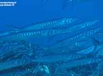 Porto Pino foto subacquee - 2005 - Branco barracuda del Mediterraneo (Sphyraena viridensis)