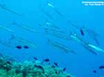 Porto Pino foto subacquee - 2005 - Branco di barracuda (Sphyraena viridensis)