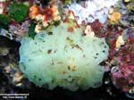 Porto Pino foto subacquee - 2005 - Magnifica spugna gialla a rete (Clathrina clathrus). Si notano inoltre varie magherite di mare aperte e chiuse (Parazonathus Axinellae) e la spugna spinosa (bianca)