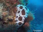 Porto Pino foto subacquee - 2005 - Nudibranco Vacchetta di mare (Discodoris atromaculata) - 5 cm