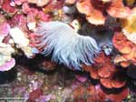 Porto Pino foto subacquee - 2005 - Verme policheta a ciuffo bianco o Protula (Protula sp.). Le lamine rosse sono alghe calcaree Peyssonnelia rubra